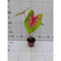 buy discount plant caladium liujinsuiyue